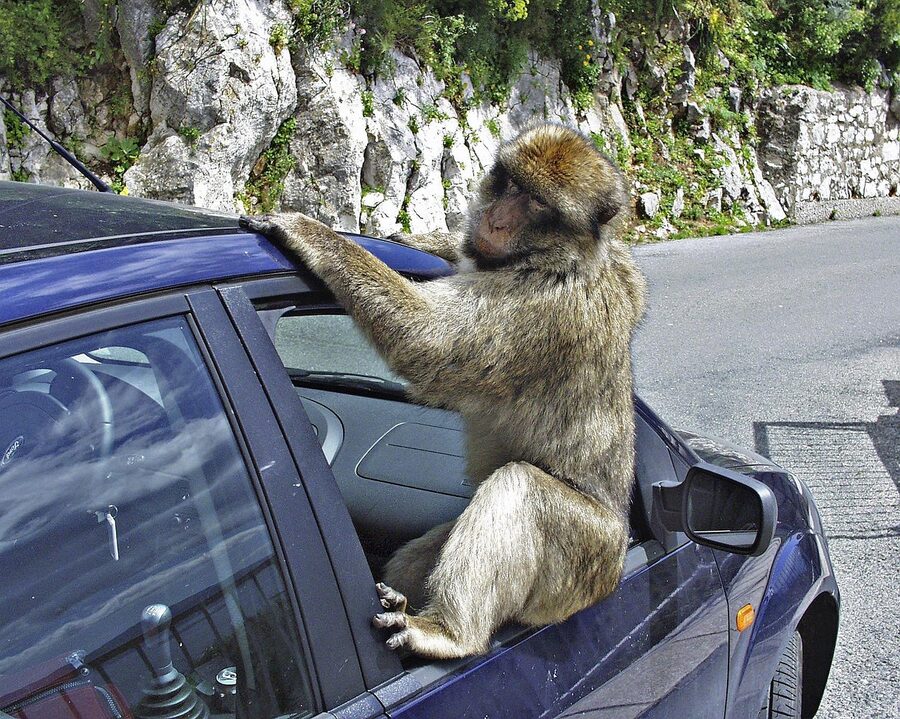A pair of Barbary macaques on the Rock of Gibraltar