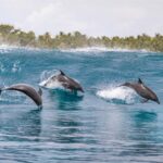 Maldives: Dolphin Watching Cruise with Snorkeling - The Practicalities: Timing, Group Size, and Cost