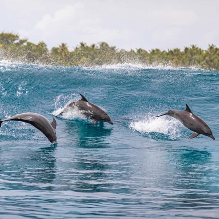 Maldives: Dolphin Watching Cruise with Snorkeling - Practical Tips for Making the Most of Your Tour