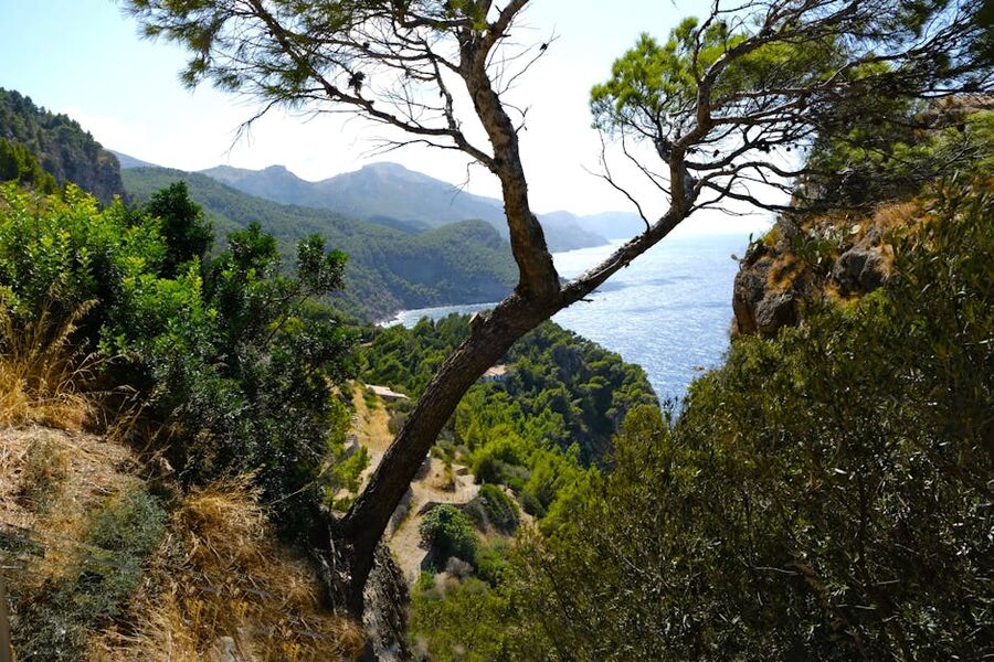 Banyalbufar terraced coast Mallorca