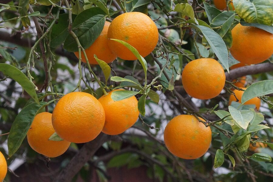 Soller oranges on the tree Mallorca