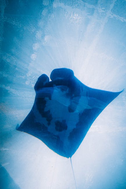 Manta ray swimming in blue water