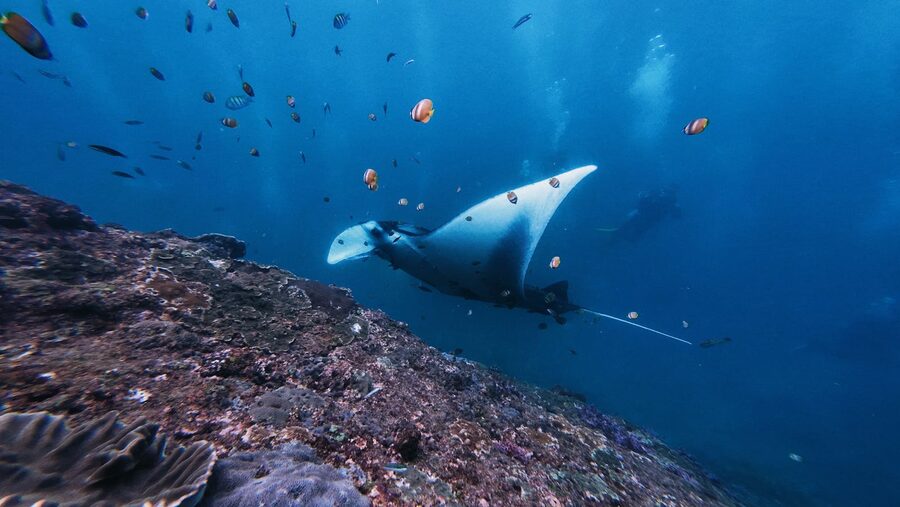 A snorkeler swimming above a large oceanic manta ray in the clear water off Nusa Penida