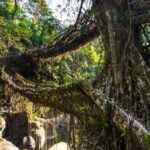 Mawlynnong: Guided Day Trip from Shillong with Hotel Pickup - Why This Tour Offers Great Value