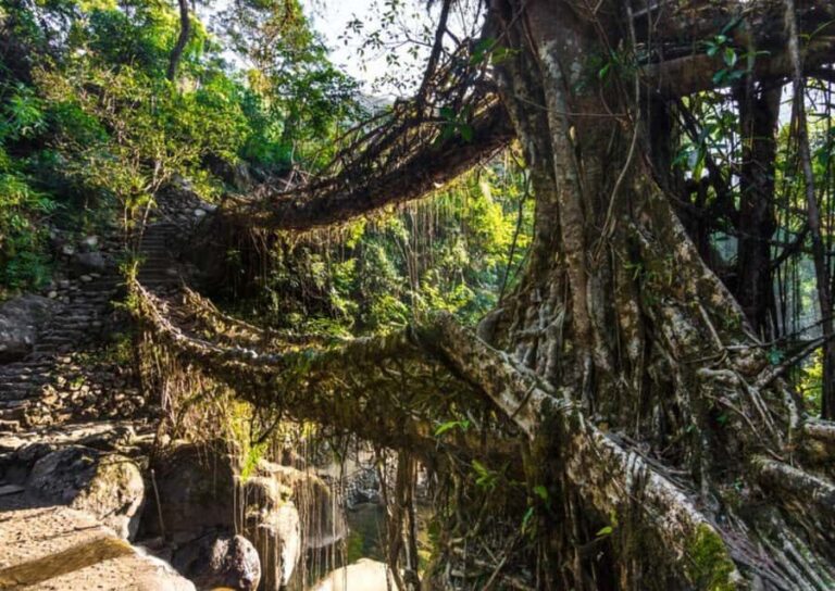 Mawlynnong: Guided Day Trip from Shillong with Hotel Pickup - Why This Tour Offers Great Value