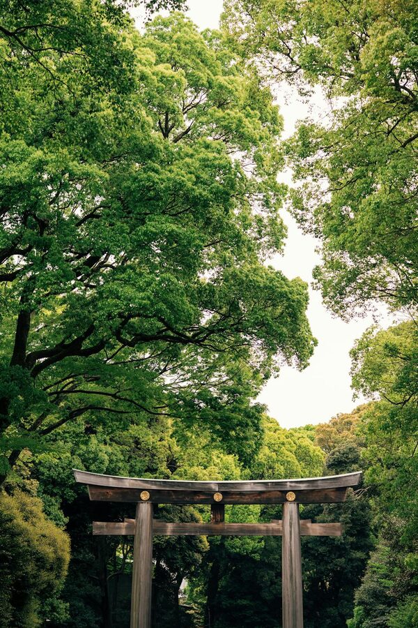 Peaceful view of Meiji Jingu Shrine torii gate surrounded by lush green forest in Tokyo