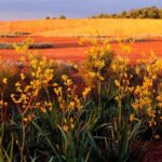 Melbourne: Cranbourne Gardens Electric Explorer Tour - Final Thoughts: Is the Cranbourne Gardens Electric Explorer Tour Worth It?