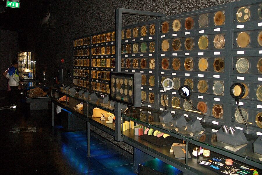 Microorganisms wall display Micropia ARTIS