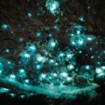 Milky Way Glowworm Cave Tour - Guides and Knowledge Sharing