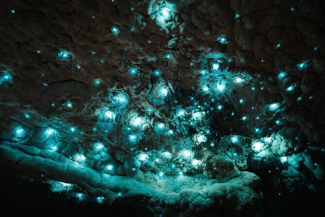 Milky Way Glowworm Cave Tour - Guides and Knowledge Sharing