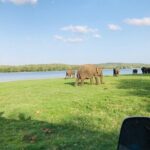 Minneriya And Kaudulla National Park Safari- From Sigiriya - Why This Safari Is a Great Choice