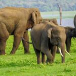 Minneriya National Park: Private 4x4 Elephant Safari - The Itinerary in Detail