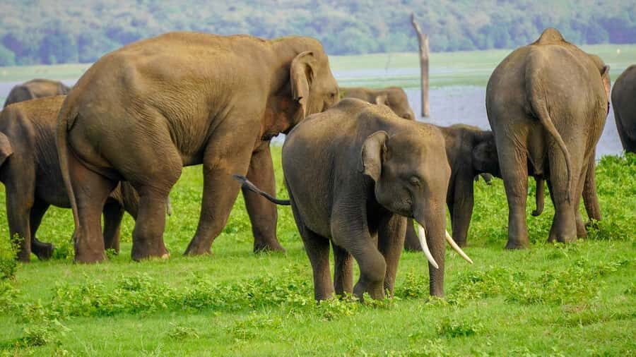 Minneriya National Park: Private 4x4 Elephant Safari - The Itinerary in Detail