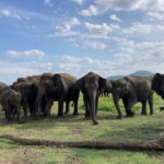 Minneriya National Park: Private 4x4 Jeep Safari - Why You’ll Love This Safari