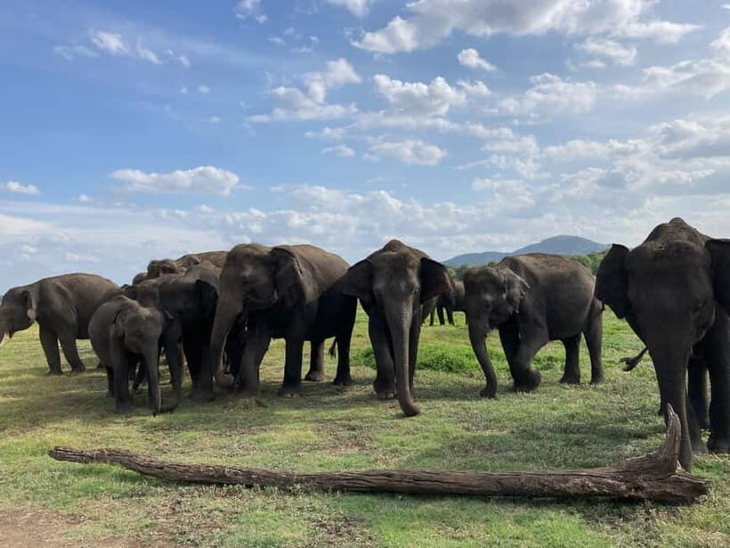 Minneriya National Park: Private 4x4 Jeep Safari - Why You’ll Love This Safari