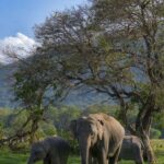 Minneriya National Park: Private Luxury Elephant Safari - The Experience in Detail
