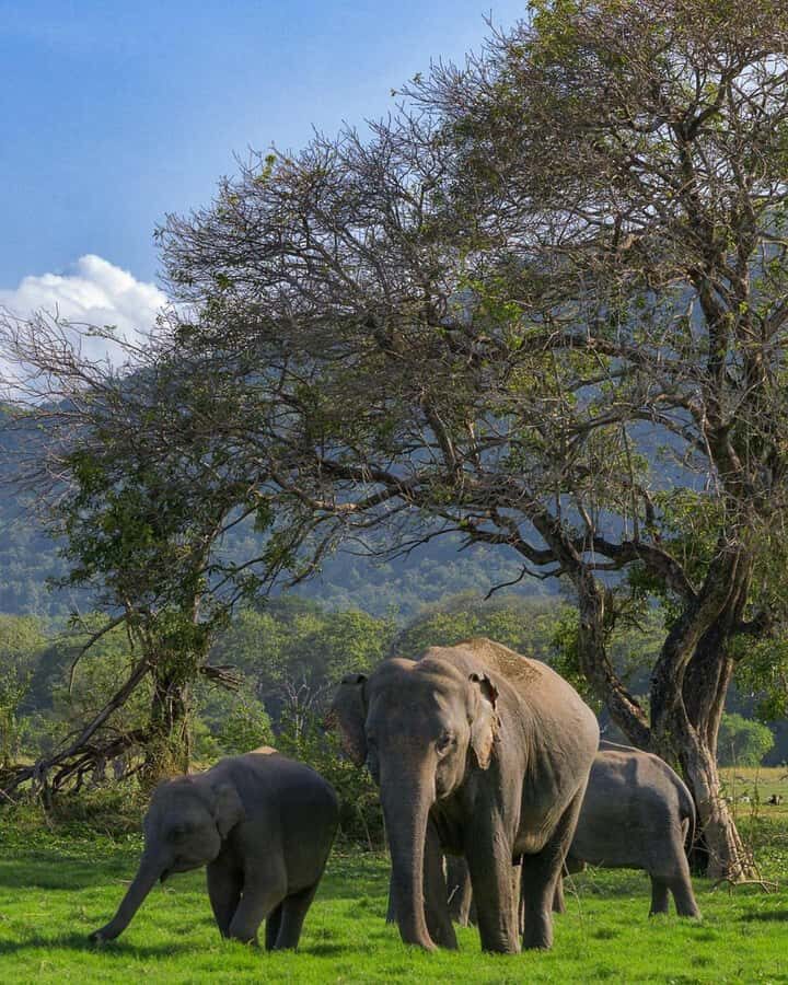Minneriya National Park: Private Luxury Elephant Safari - The Experience in Detail