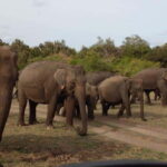 Minneriya National Park Safari - Practical Tips for Your Safari