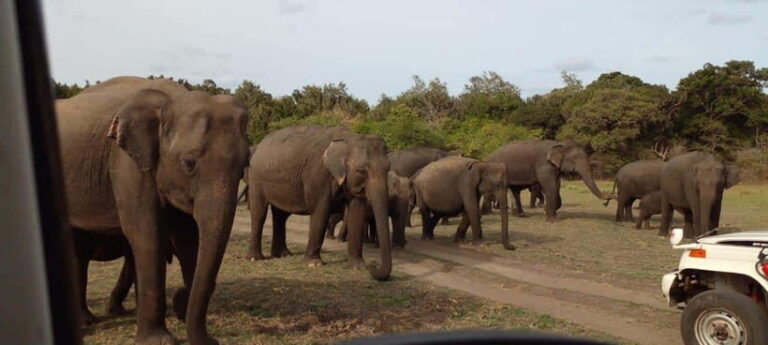 Minneriya National Park Safari - Practical Tips for Your Safari