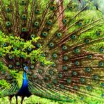 Mirissa/Galle: Private Udawalawe Safari & Transfer to Yala - Detailed Safari Experience: What You Can Expect