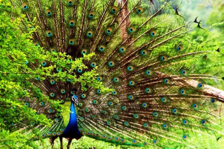 Mirissa/Galle: Private Udawalawe Safari & Transfer to Yala - Detailed Safari Experience: What You Can Expect