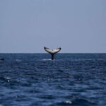 Mirissa: Whale Watching, Snorkeling, and Coconut Hill Tour - The Itinerary Breakdown