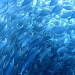 Moalboal Sardine Run, Sea Turtle & Mantayupan Falls - Practicalities and Considerations