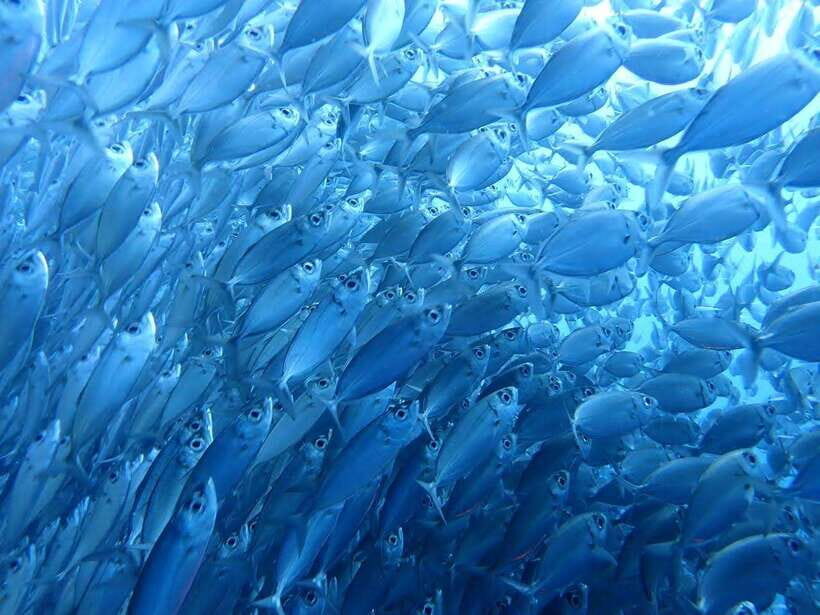 Moalboal Sardine Run, Sea Turtle & Mantayupan Falls - Practicalities and Considerations