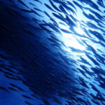 Moalboal Sardines Run Private Tour - Who Will Love This Tour?