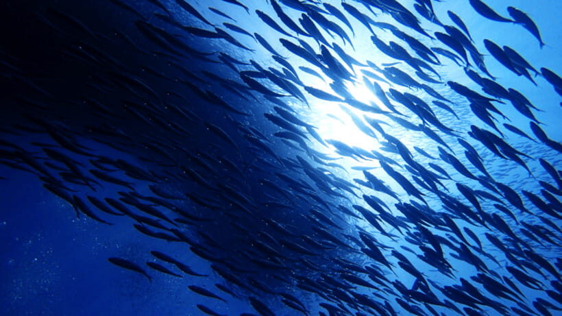 Moalboal Sardines Run Private Tour - Who Will Love This Tour?