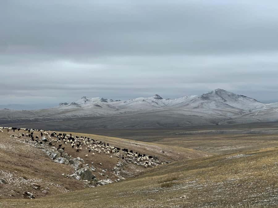 Mongolia: Overnight Nomadic Herders Experience - What to Expect: A Step-by-Step Breakdown