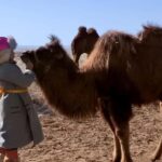 Mongolia: Thousand Camel Festival Tour 3 nights/4 days - Itinerary Breakdown & Highlights