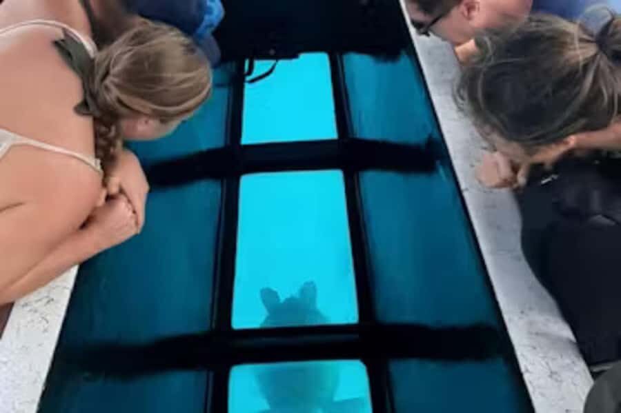 Moorea: Glass Bottom Boat Adventure with Lagoon Wonders - The Itinerary Breakdown