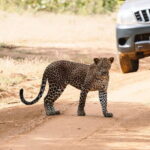 Morning 07 Hour Shared Safari at Yala National Park by Yala La Safari Tours - The Experience Provider & Booking Details