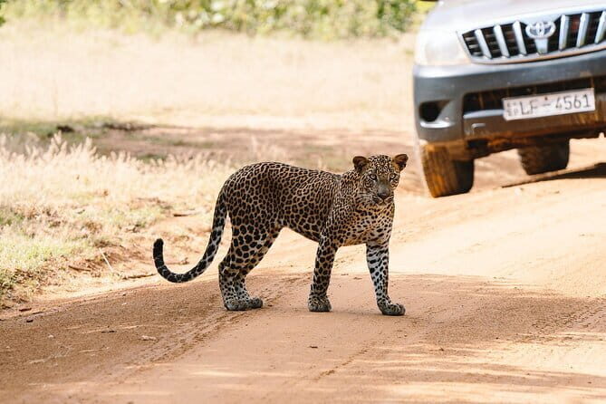 Morning 07 Hour Shared Safari at Yala National Park by Yala La Safari Tours - The Experience Provider & Booking Details