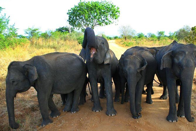 Morning Private Safari at Udawalawa National Park by Yala La Safari Tours - Transportation and Logistics