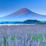 Mount Fuji, Oshino Hakkaiand,Hakone Ropeway Bus Tour Experience - Who Would Love This Tour?