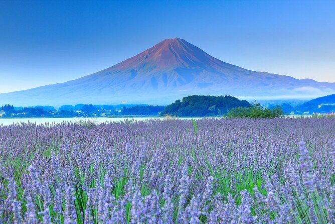 Mount Fuji, Oshino Hakkaiand,Hakone Ropeway Bus Tour Experience - Who Would Love This Tour?