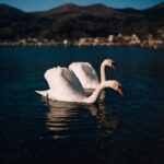 Mt. Fuji Scenic Lakes and Oshino Hakkai Private Tour - FAQ