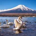 Mt. Fuji Scenic Tour: Lakes, Oshino Hakkai & Chureito PagodaTour - Transportation & Logistics