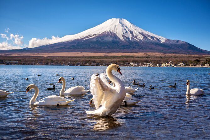 Mt. Fuji Scenic Tour: Lakes, Oshino Hakkai & Chureito PagodaTour - Transportation & Logistics