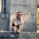 Mumbai & Goa Tours : Private Combo Shore Excursion from Port - Exploring Mumbai in Depth