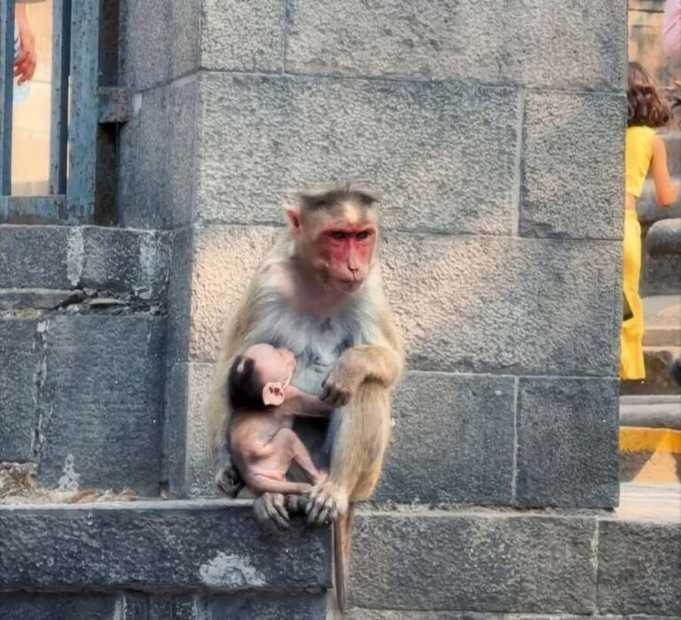 Mumbai & Goa Tours : Private Combo Shore Excursion from Port - Exploring Mumbai in Depth