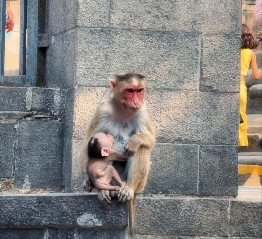 Mumbai & Goa Tours : Private Combo Shore Excursion from Port - Exploring Mumbai in Depth