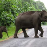Munnar Hill Station with Periyar Wildlife Tour (03 Days) - What Makes This Tour Valuable?