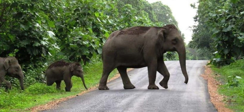 Munnar Hill Station with Periyar Wildlife Tour (03 Days) - What Makes This Tour Valuable?
