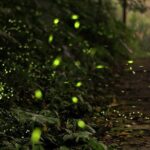 Mystical Nights: Fireflies & Blue Tears Adventure - Transportation and Overall Experience