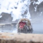 Nagano/Tokyo: Snow Monkey Private Car Tour Hotel Pick & Drop - Transport and Experience Quality