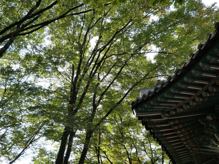 Nami Island summer green forest Bukhangang river Korea