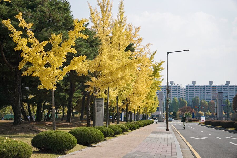Korean ginkgo tree yellow autumn foliage Gapyeong
